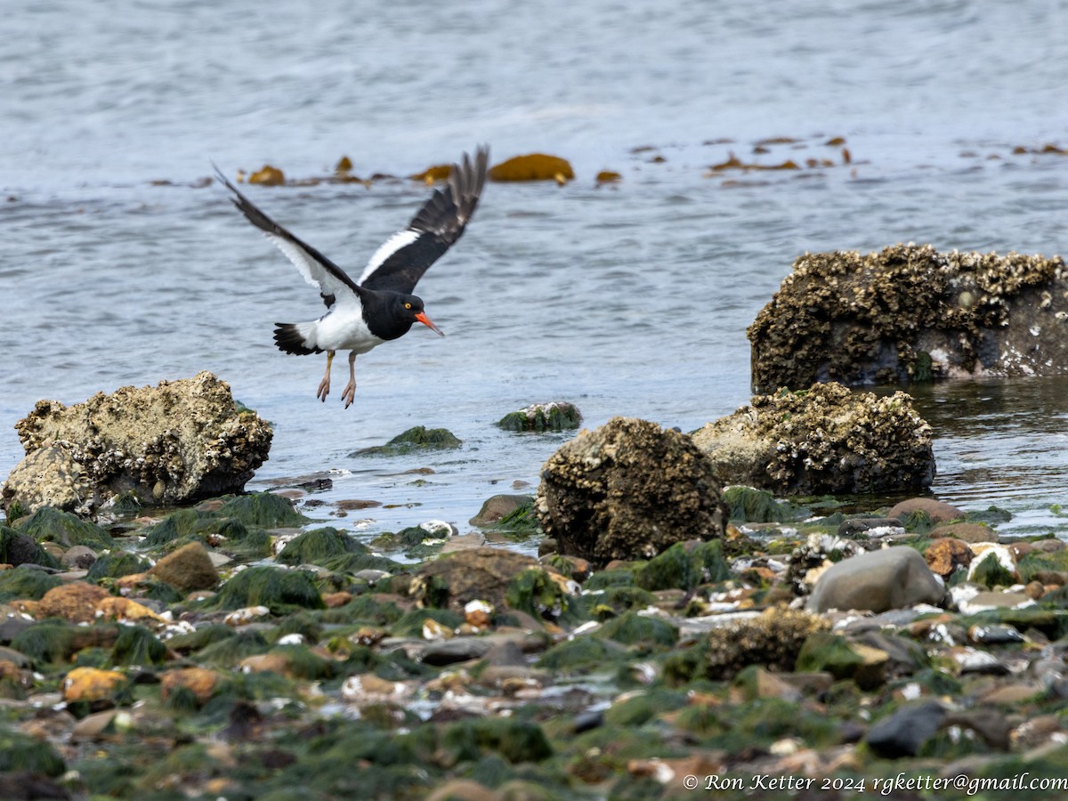 Magellanic Oystercatcher - ML627787622