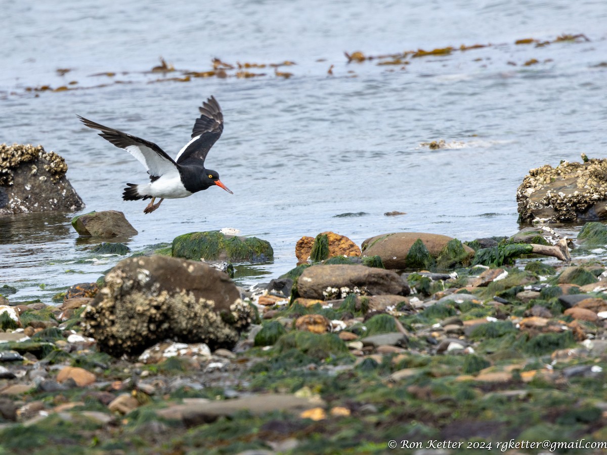 Magellanic Oystercatcher - ML627787624