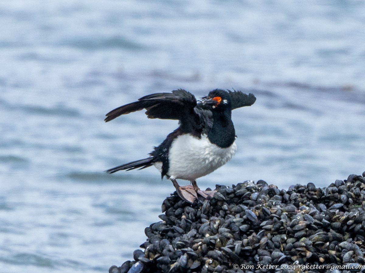 Magellanic Cormorant - ML627787637