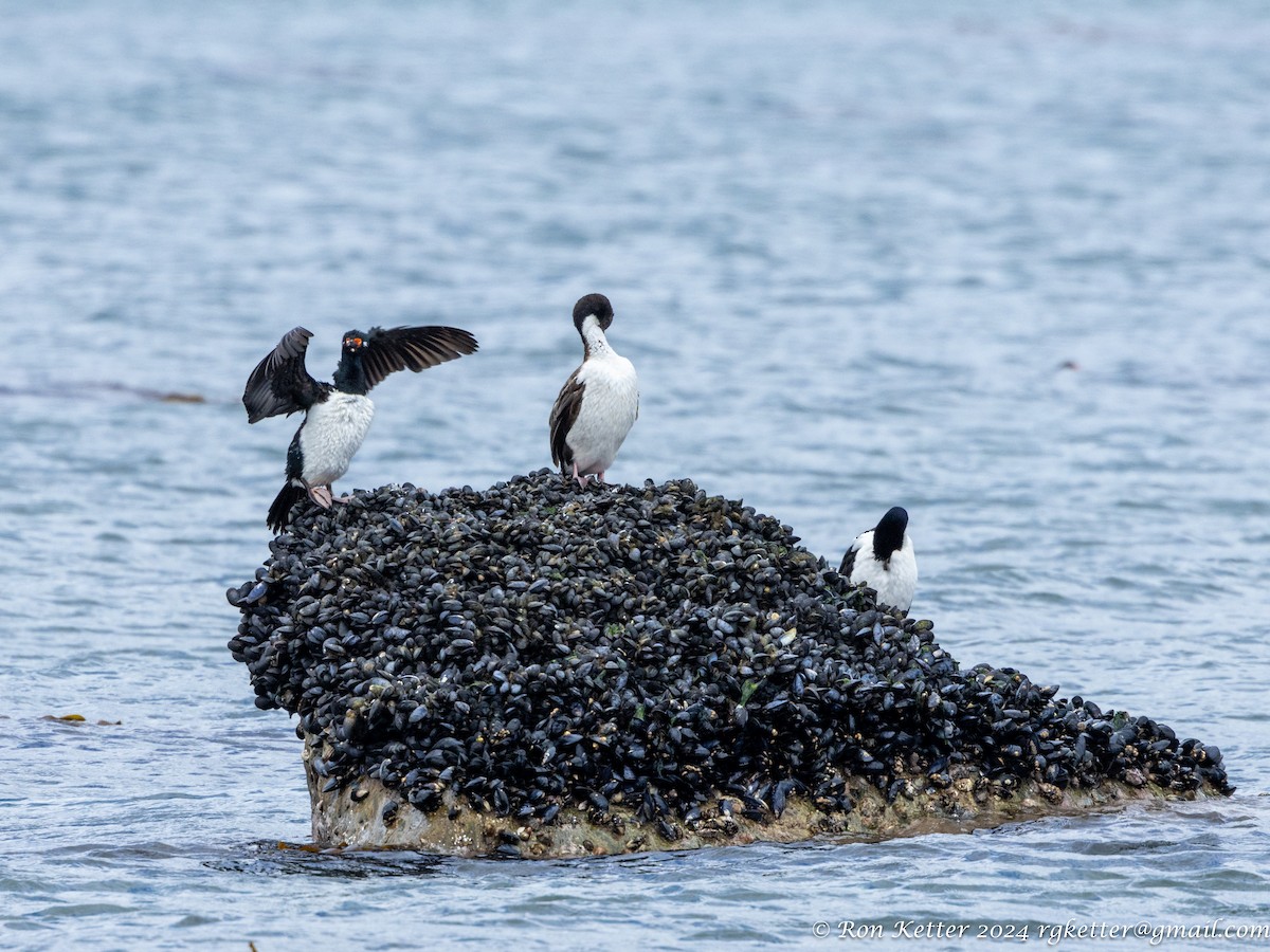 Magellanic Cormorant - ML627787639