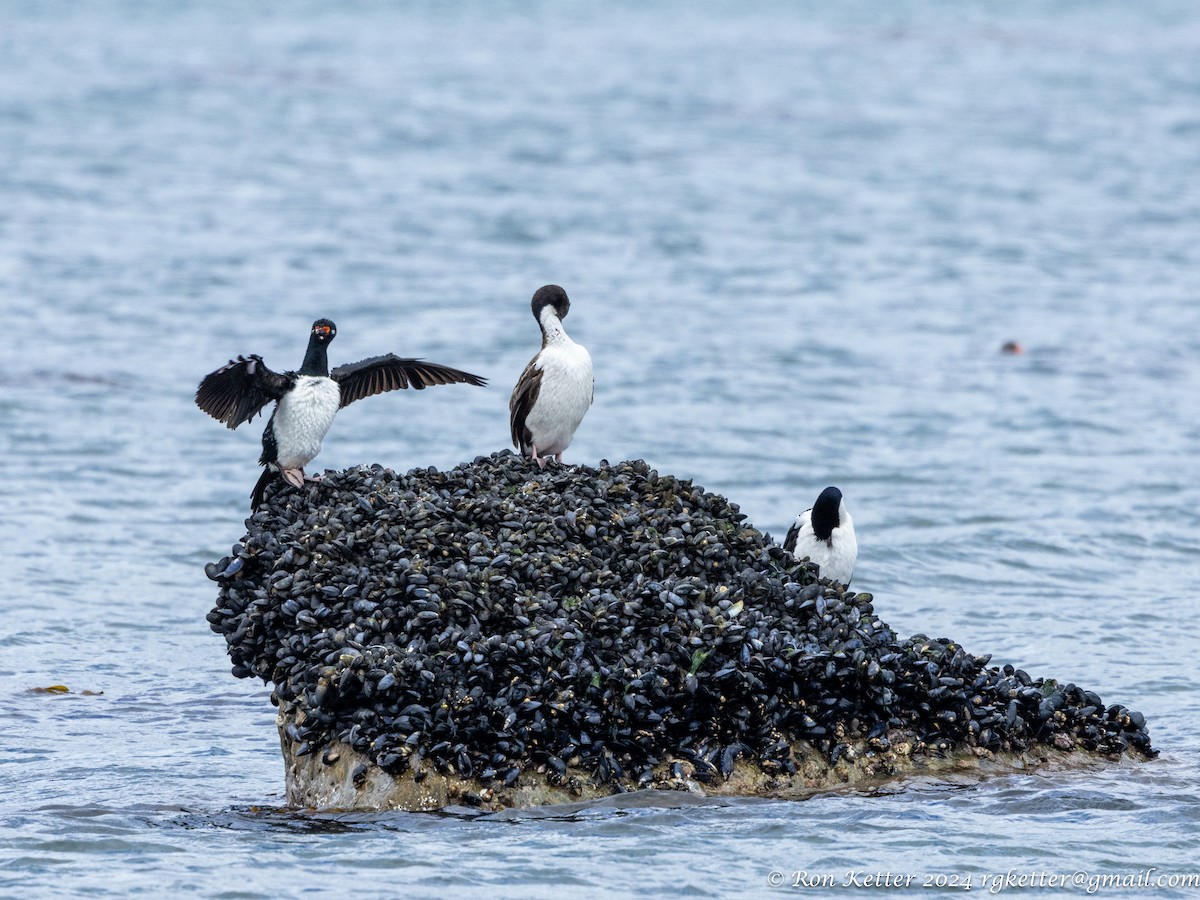 Magellanic Cormorant - ML627787642