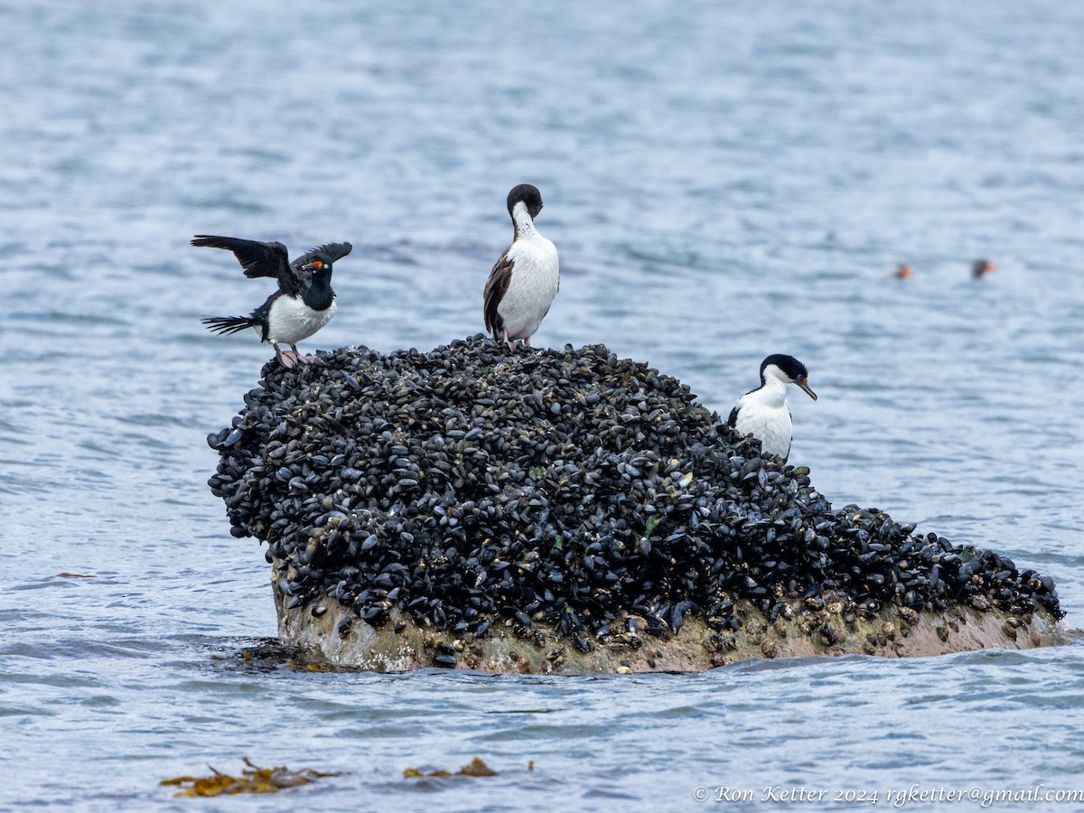 Imperial Cormorant - ML627787650