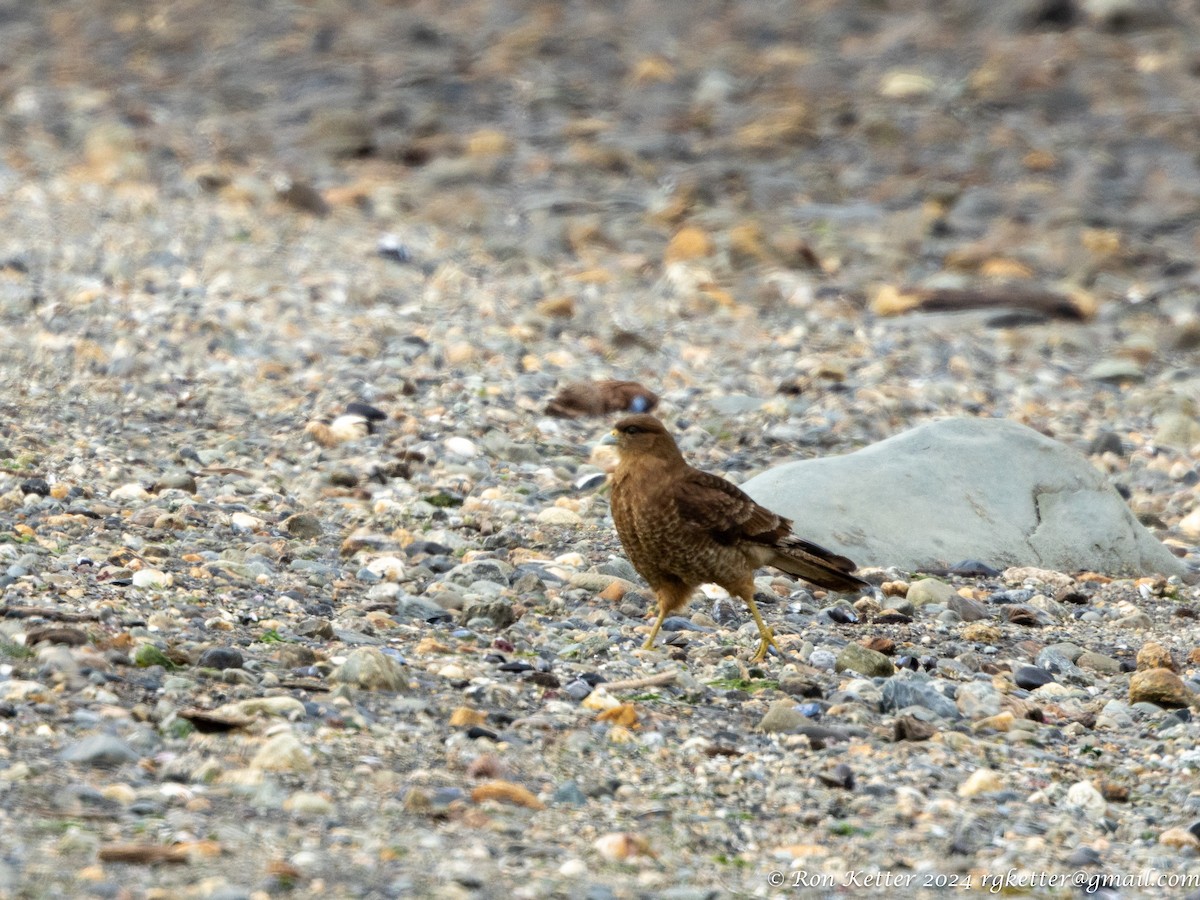 Chimango Caracara - ML627787658