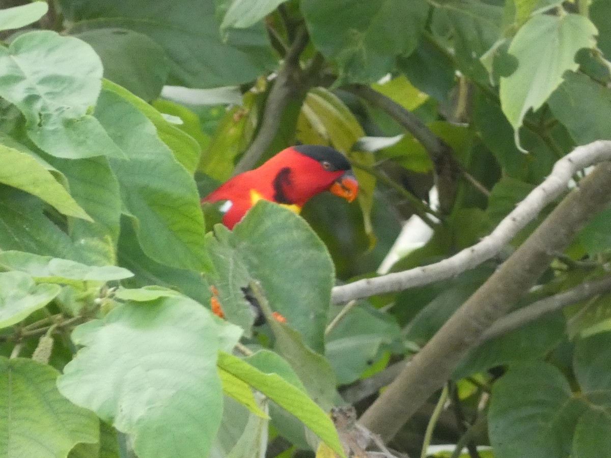 Yellow-bibbed Lory - ML627787737