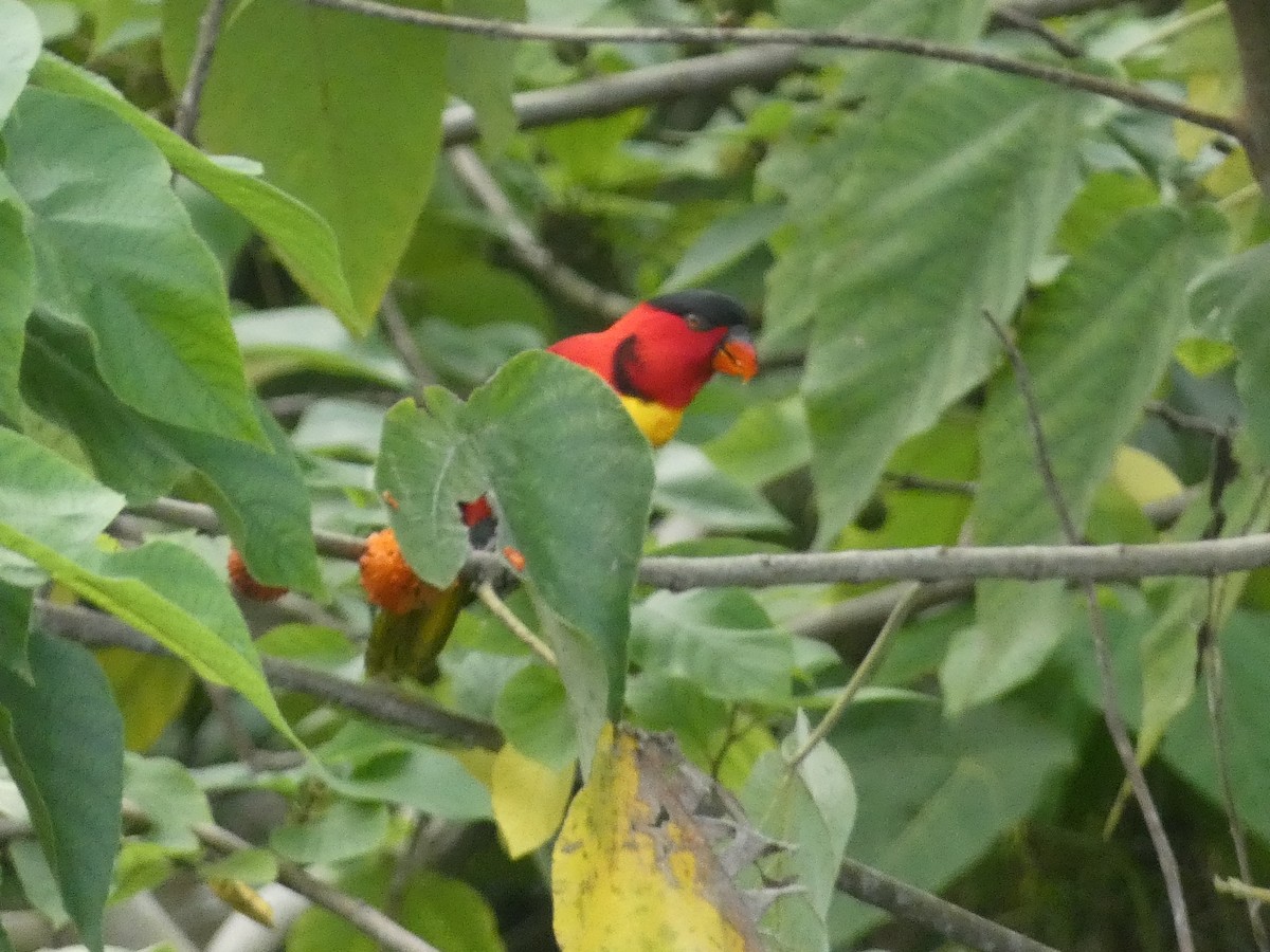 Yellow-bibbed Lory - ML627787738