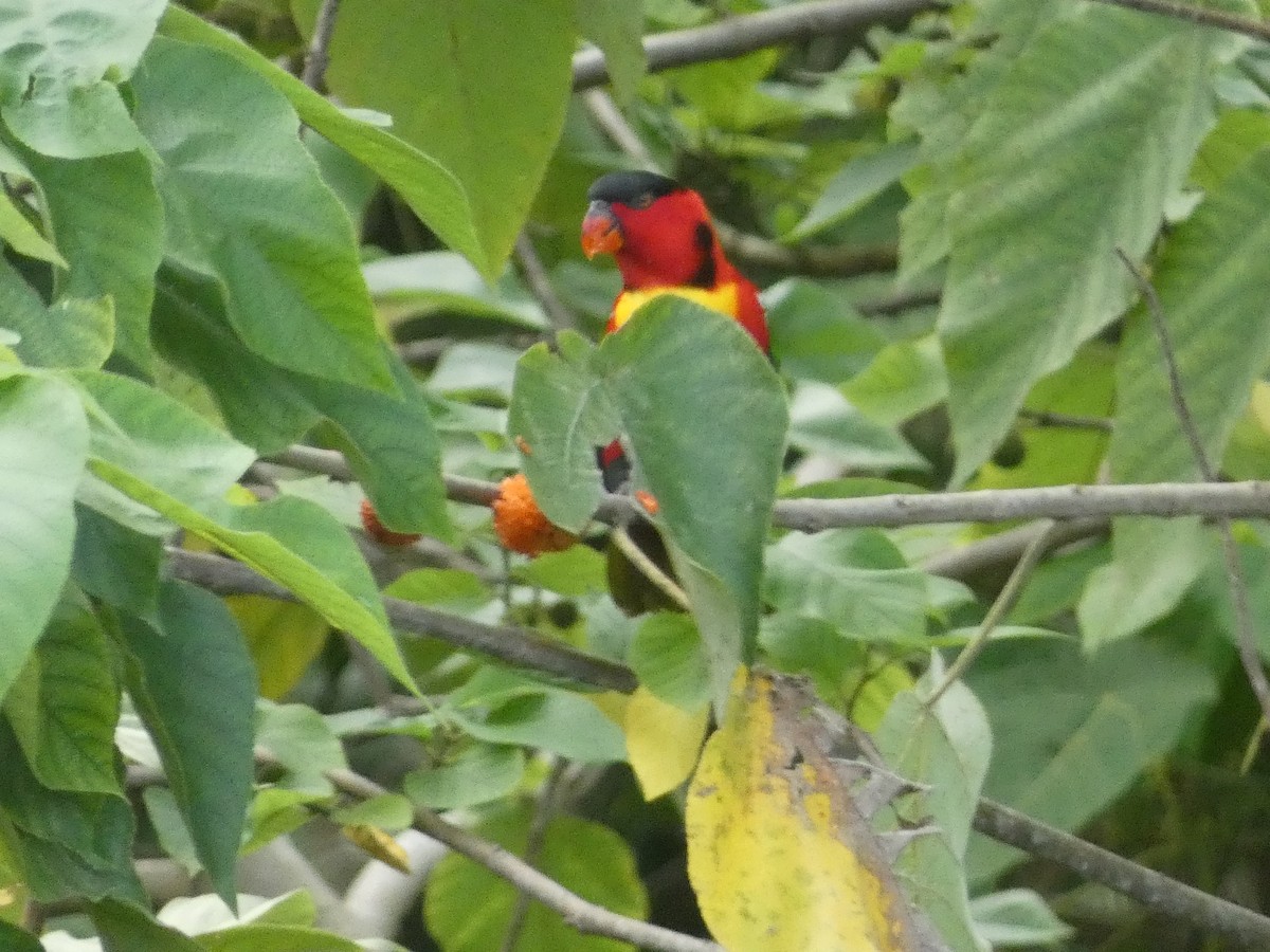 Yellow-bibbed Lory - ML627787739