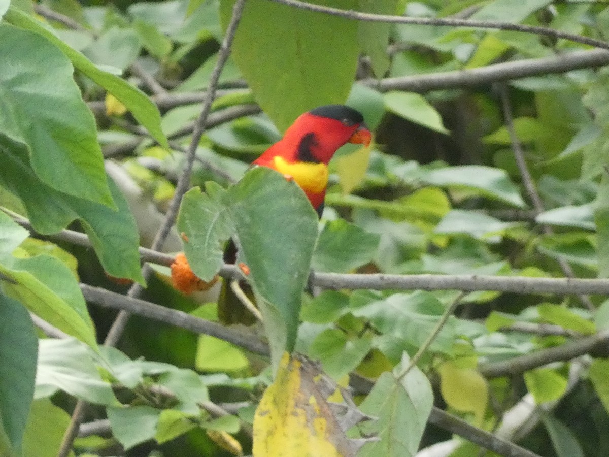 Yellow-bibbed Lory - ML627787740