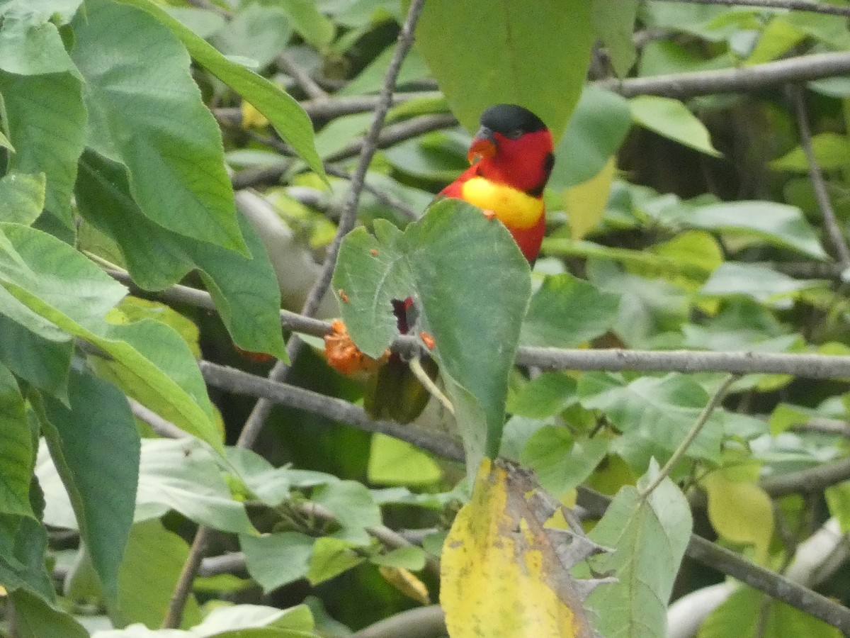 Yellow-bibbed Lory - ML627787741