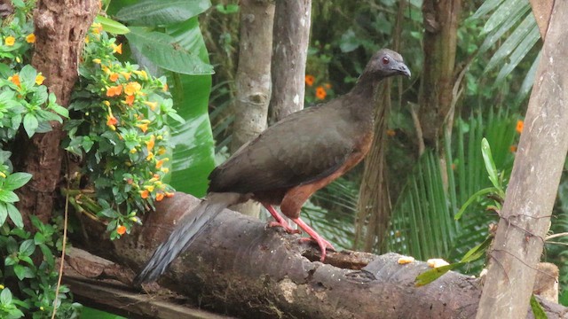 Sickle-winged Guan - ML627787748