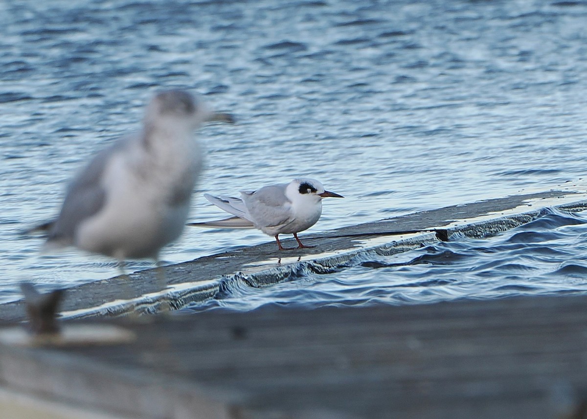 Forster's Tern - ML627787751