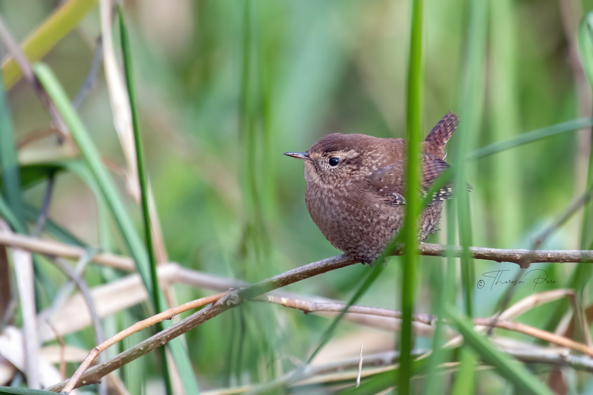 Winter Wren - ML627787790