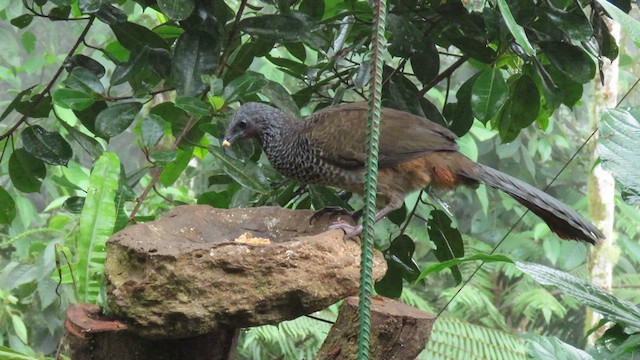 Colombian Chachalaca - ML627787804