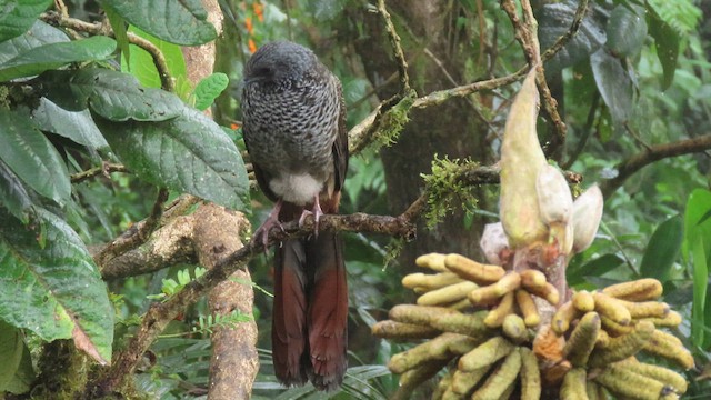 Colombian Chachalaca - ML627787806