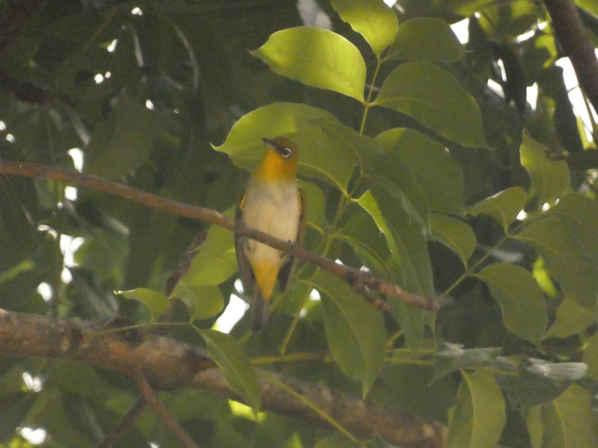 Yellow-throated White-eye - ML627787818