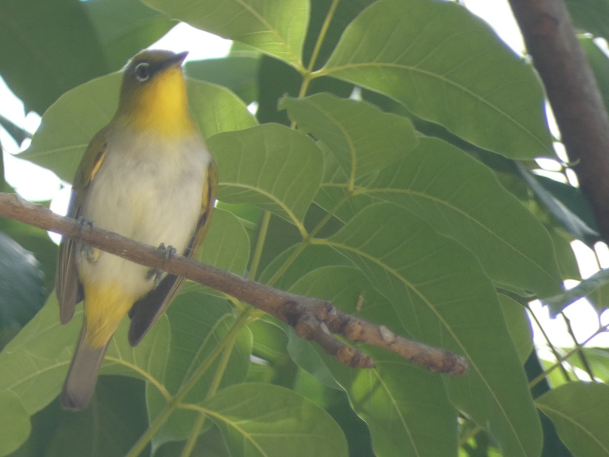 Yellow-throated White-eye - ML627787820
