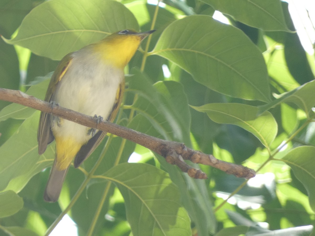 Yellow-throated White-eye - ML627787821