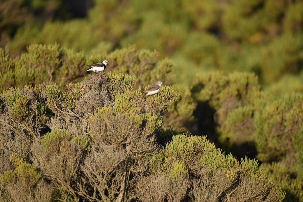 White-fronted Chat - ML627787857