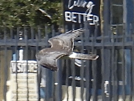 Northern Harrier - ML627787888