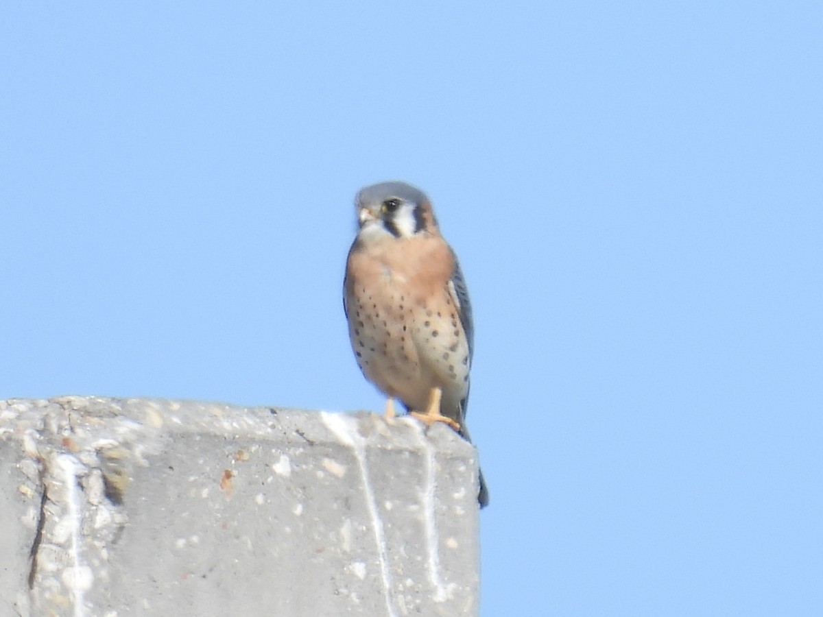 American Kestrel - ML627787911