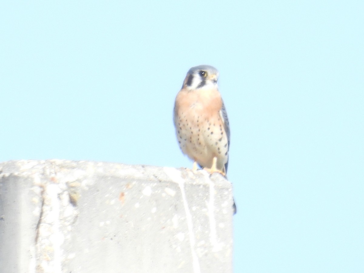 American Kestrel - ML627787912