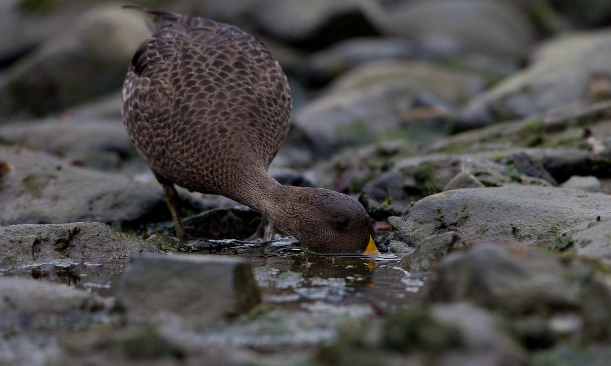 Yellow-billed Pintail (South Georgia) - ML627787916