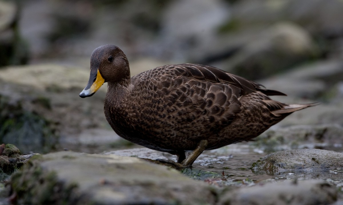 Yellow-billed Pintail (South Georgia) - ML627787917