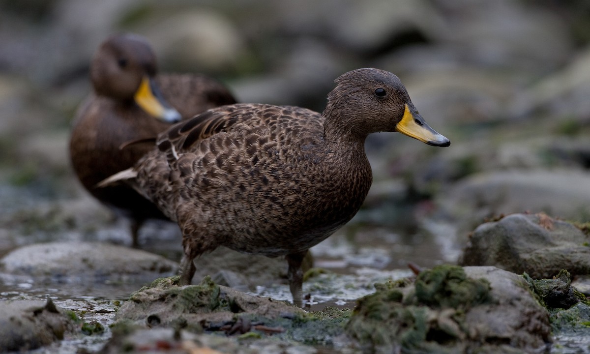 Yellow-billed Pintail (South Georgia) - ML627787918