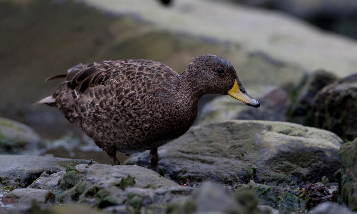 Yellow-billed Pintail (South Georgia) - ML627787919