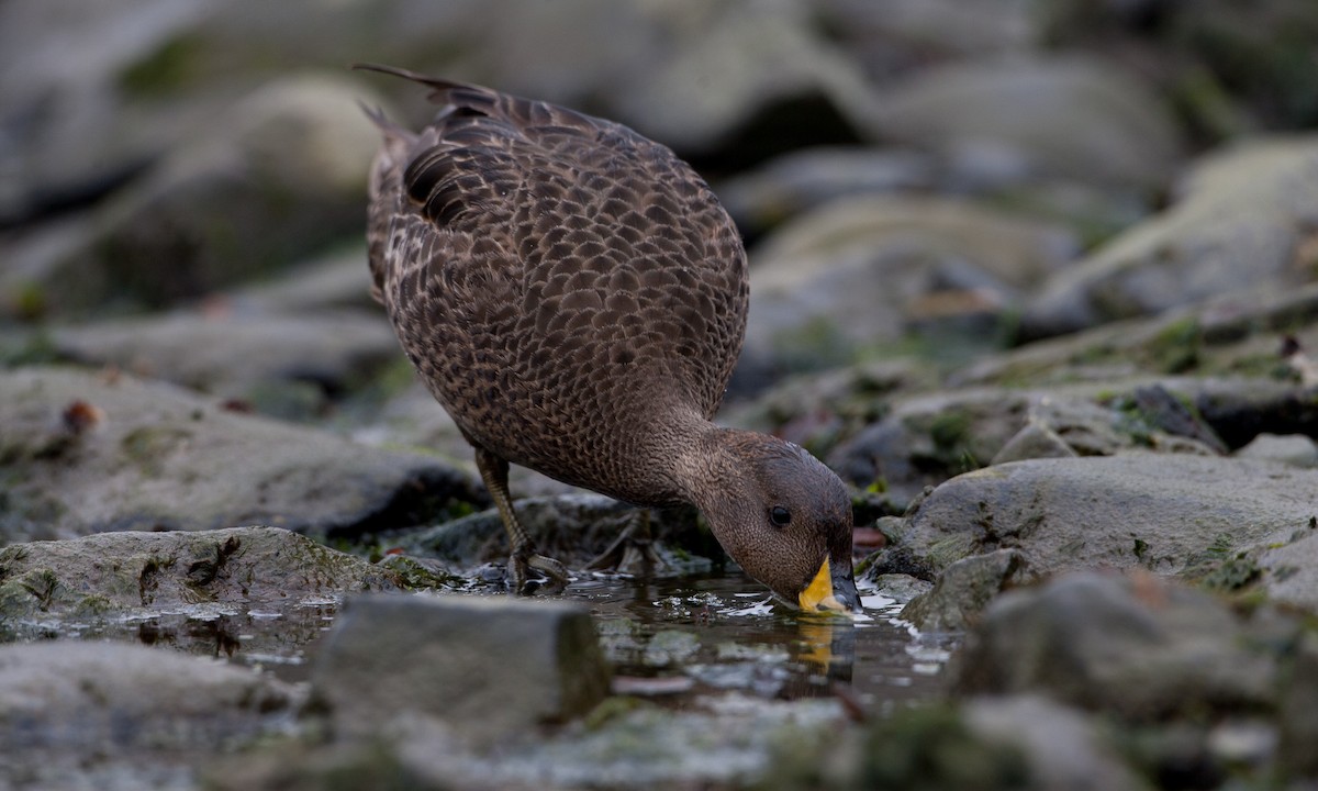 Yellow-billed Pintail (South Georgia) - ML627787920