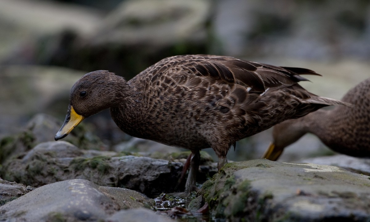 Yellow-billed Pintail (South Georgia) - ML627787921