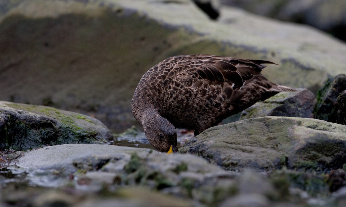 Yellow-billed Pintail (South Georgia) - ML627787922