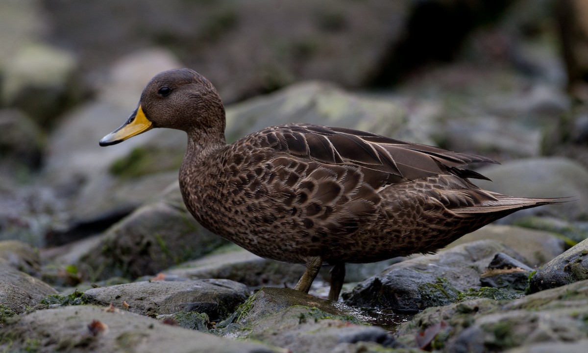 Yellow-billed Pintail (South Georgia) - ML627787923