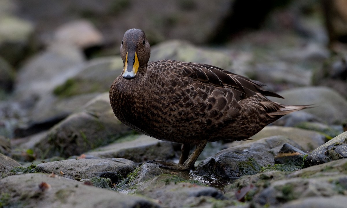 Yellow-billed Pintail (South Georgia) - ML627787924