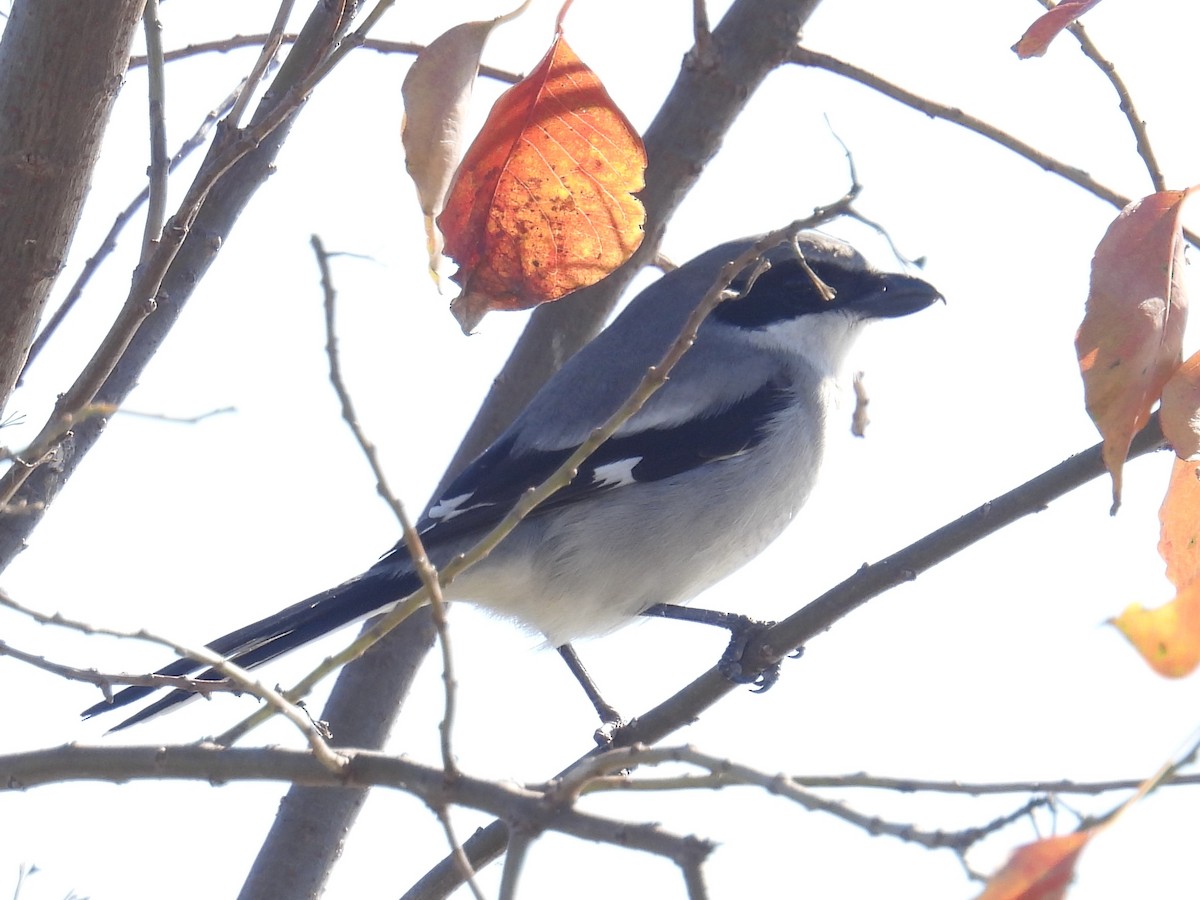 Loggerhead Shrike - ML627787930