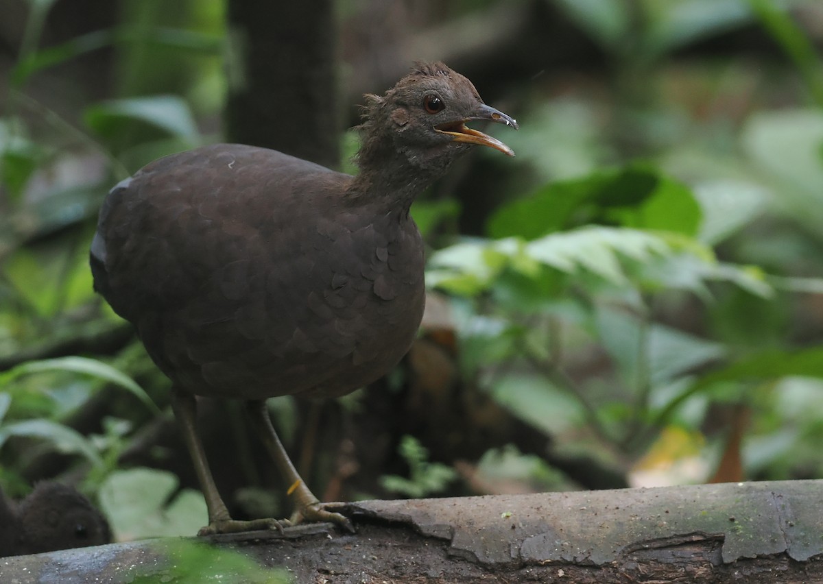 Cinereous Tinamou - ML627787932