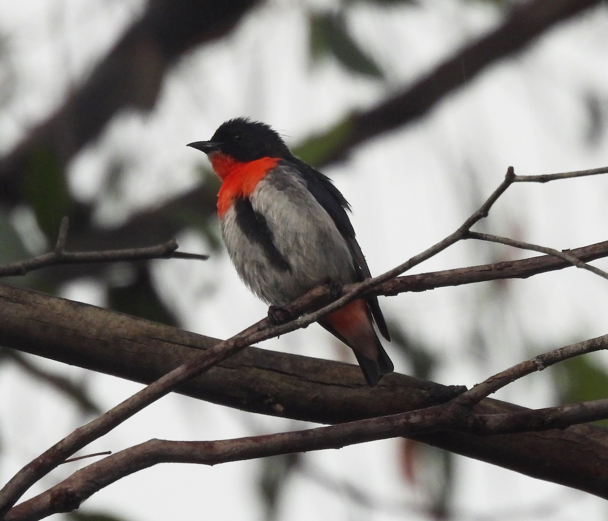 Picaflores Golondrina - ML627787938