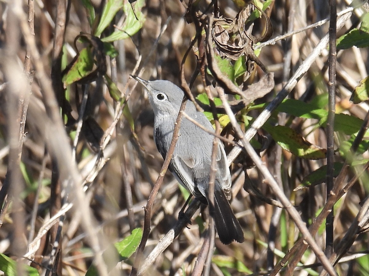 Blue-gray Gnatcatcher - ML627787939