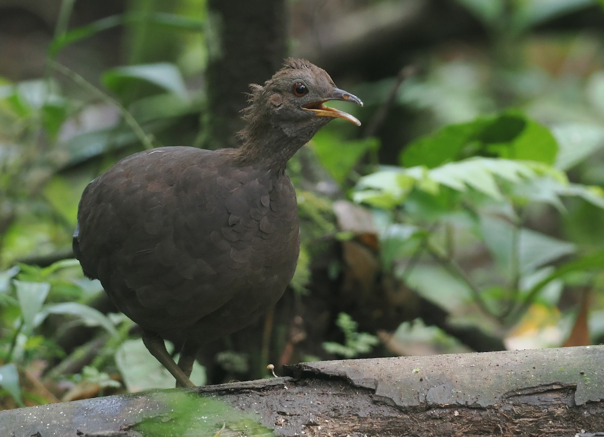 Cinereous Tinamou - ML627787962