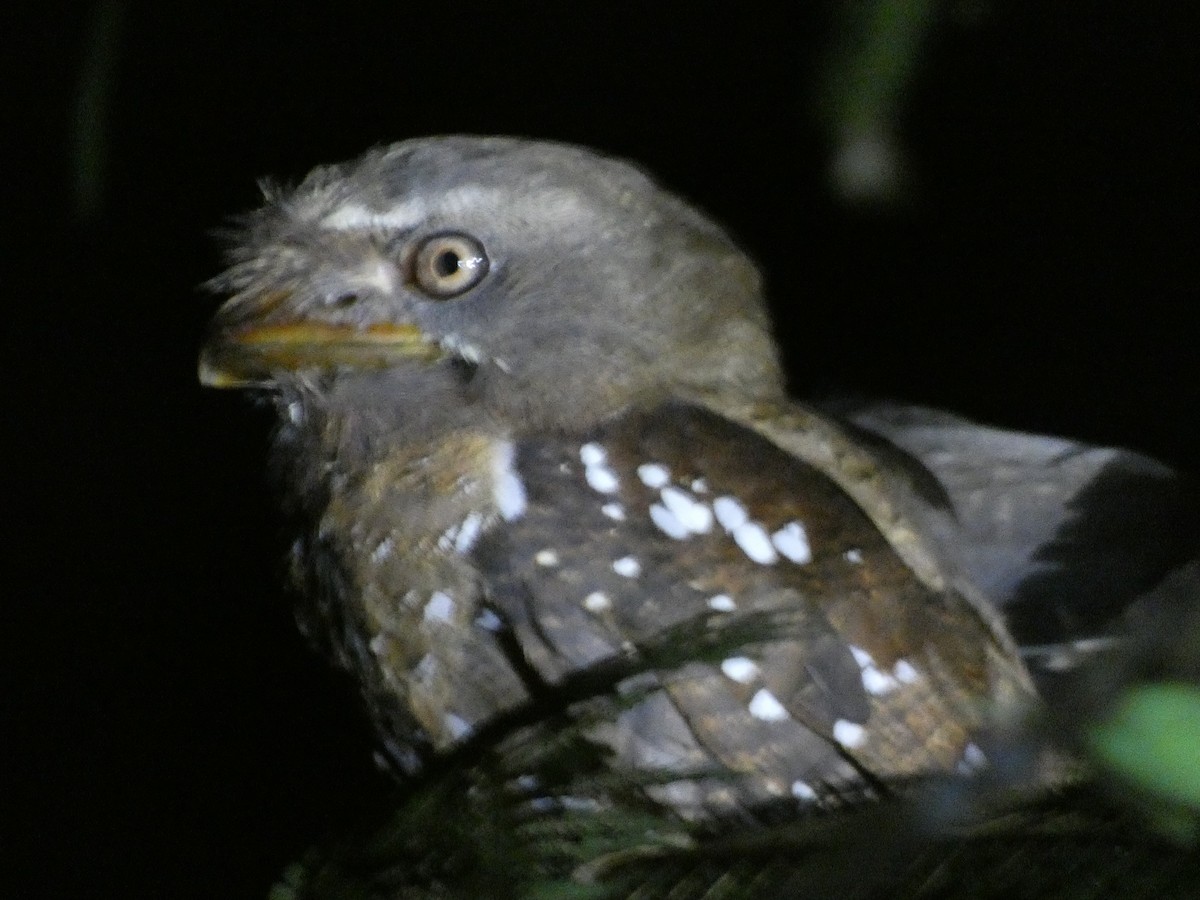 Solomons Frogmouth - ML627787973