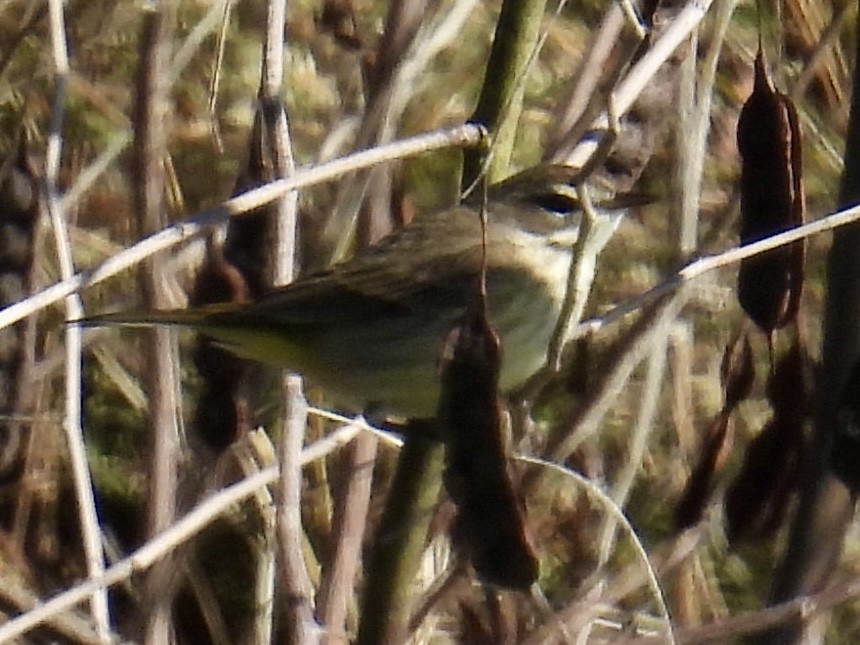 Palm Warbler - ML627787990