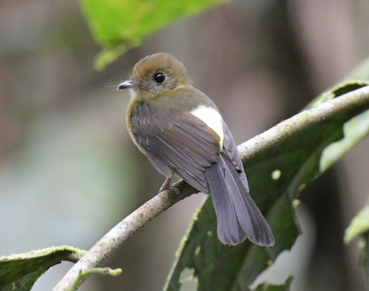 Sulphur-rumped Flycatcher - ML627788007