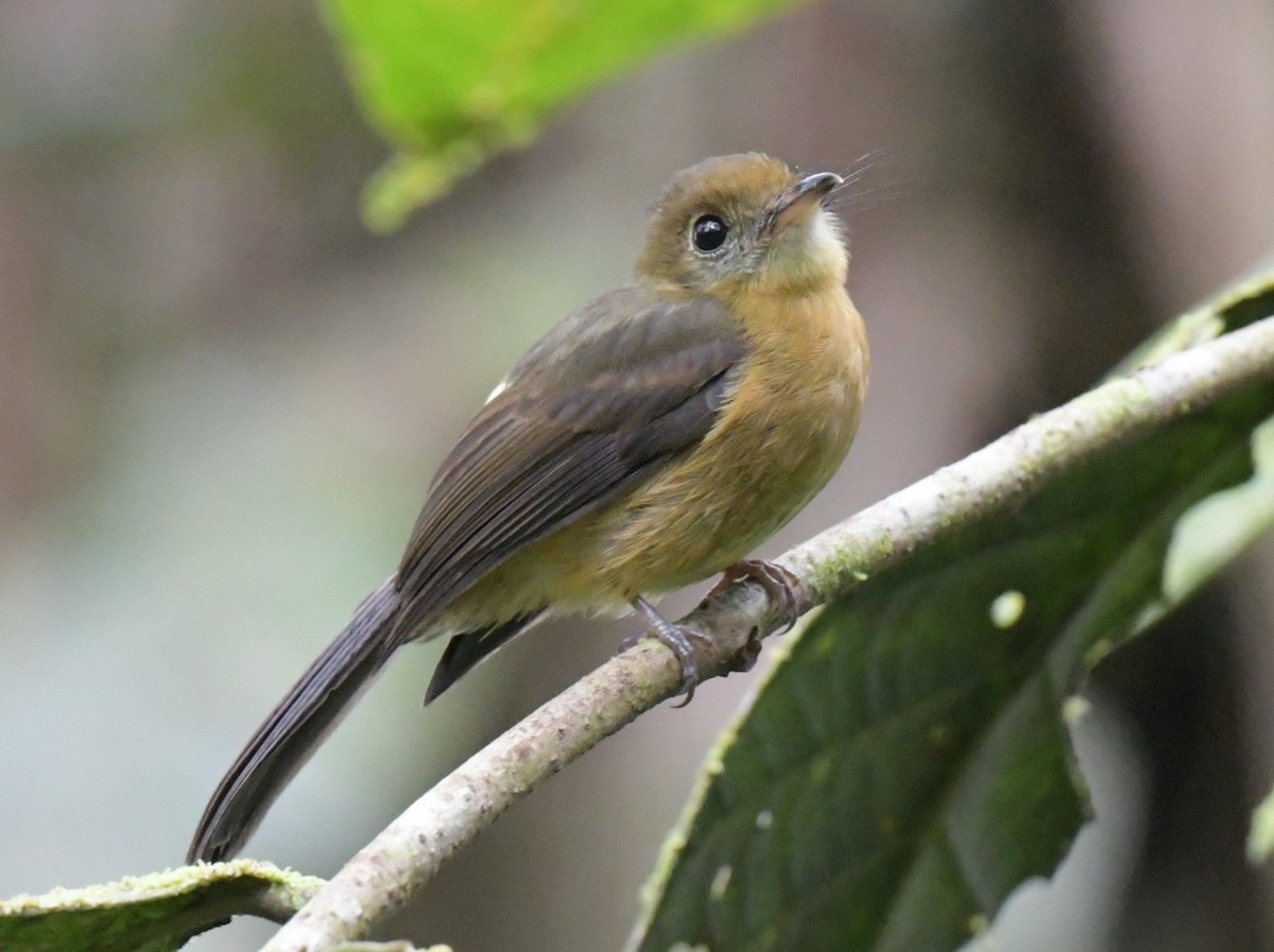 Sulphur-rumped Flycatcher - ML627788008