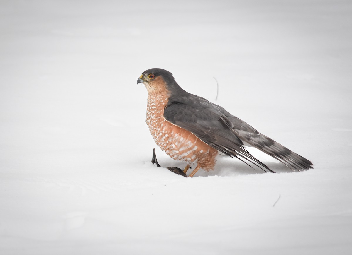 Sharp-shinned Hawk - ML627788039