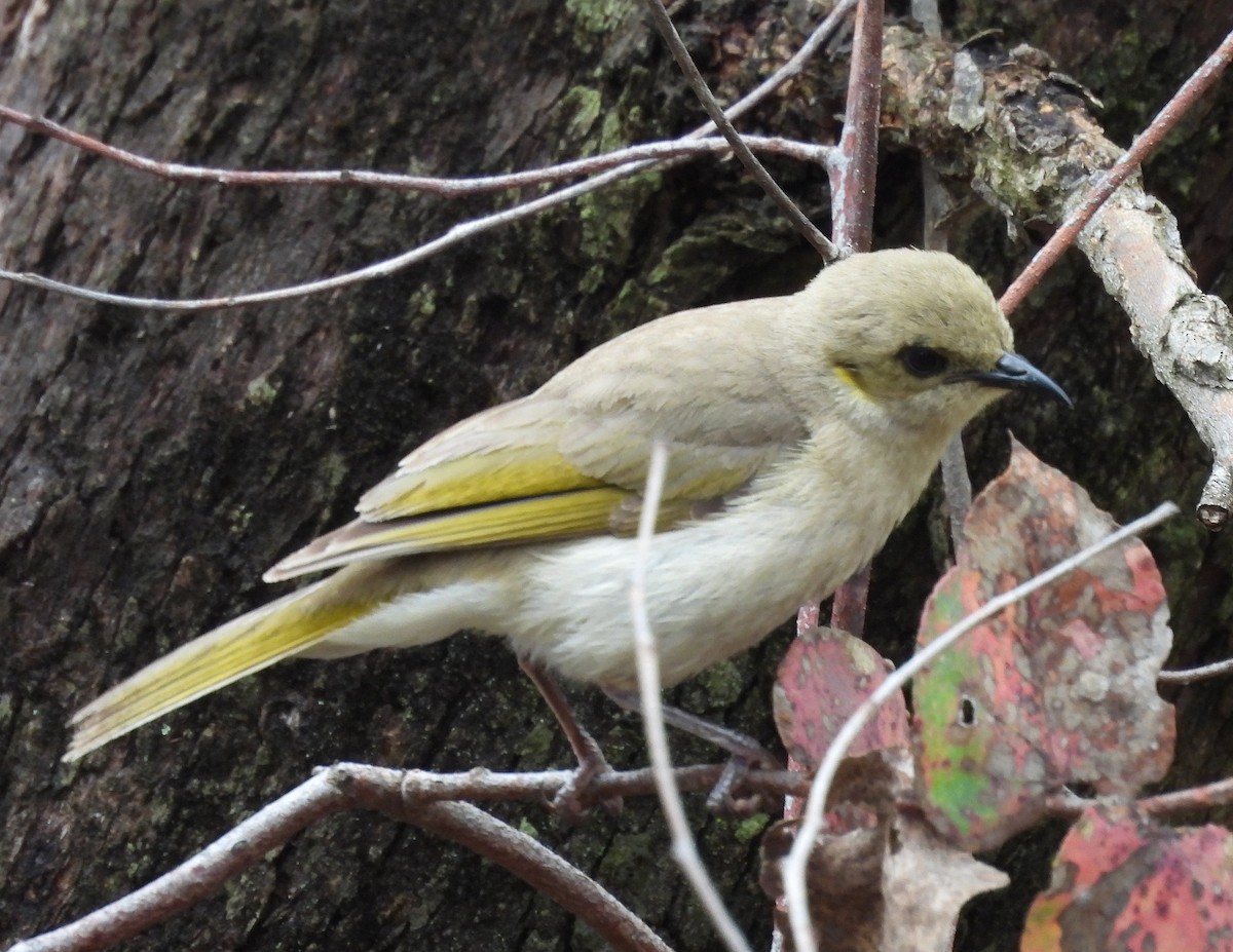 Mielero Fusco - ML627788041