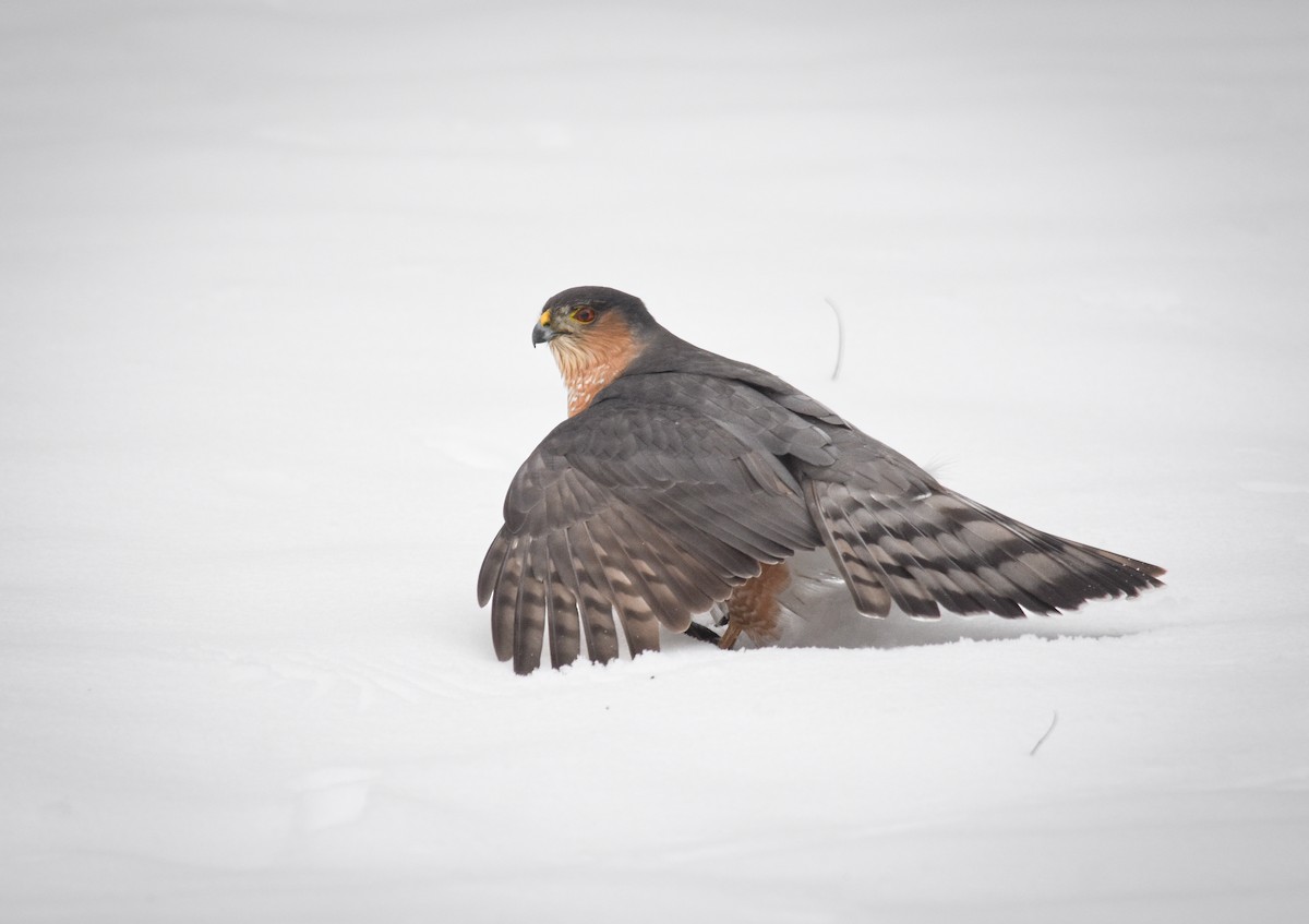 Sharp-shinned Hawk - ML627788051