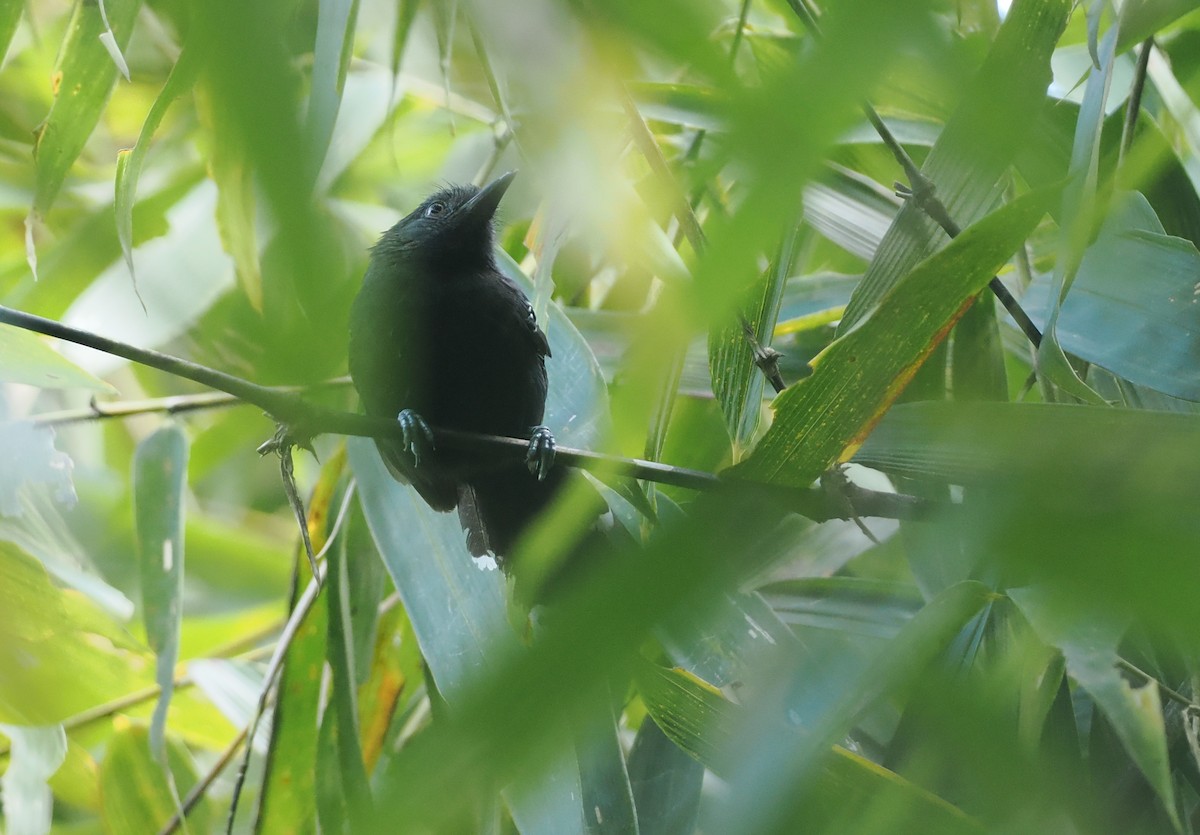 Manu Antbird - ML627788052