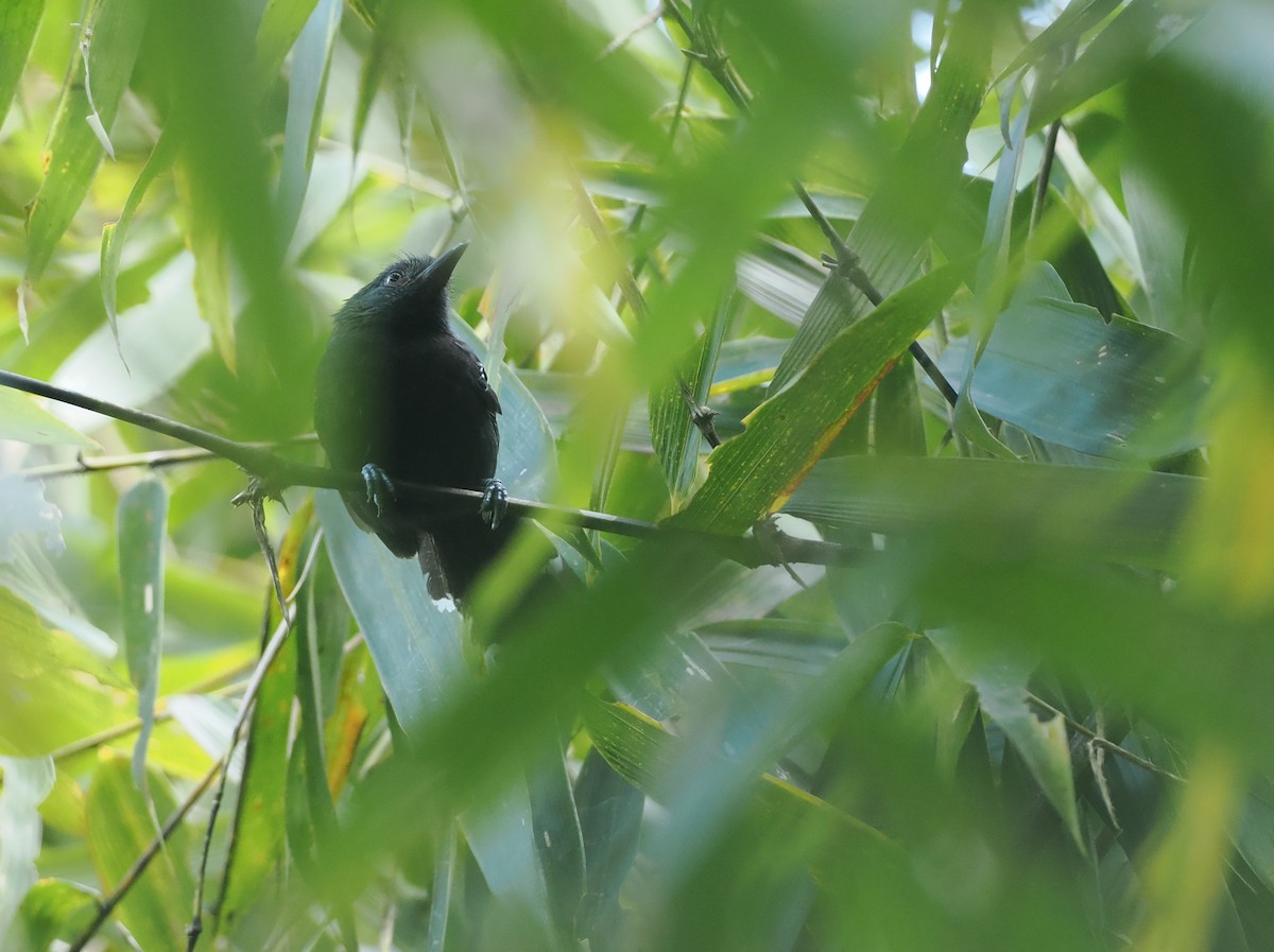 Manu Antbird - ML627788068