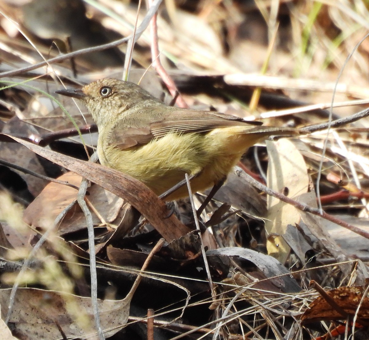 Acantiza Enana - ML627788160