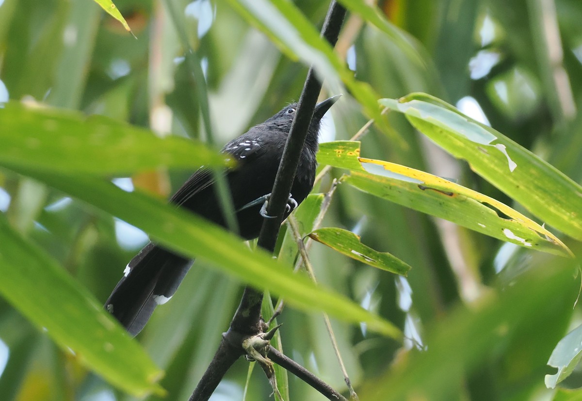 Manu Antbird - ML627788184