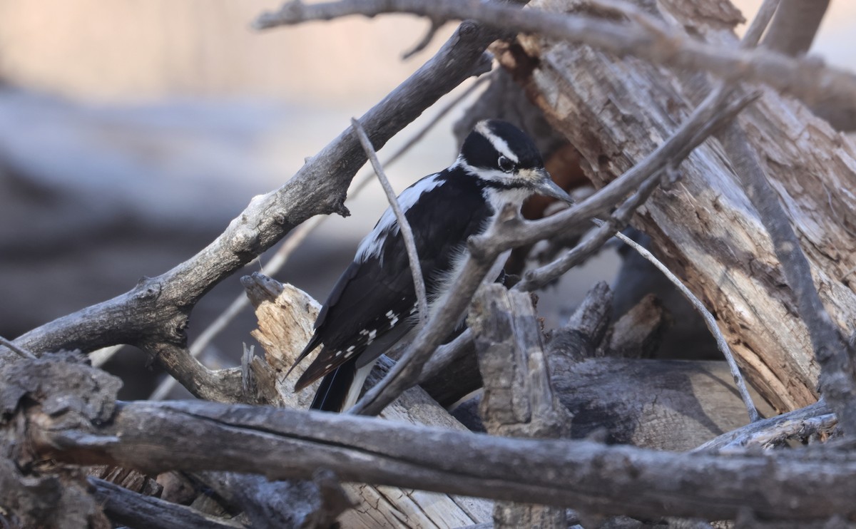 Hairy Woodpecker - ML627788194